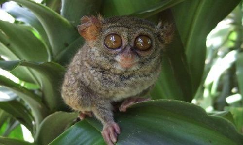 Imut! Tarsius, Primata Terkecil Sedunia Ternyata dari Sulawesi