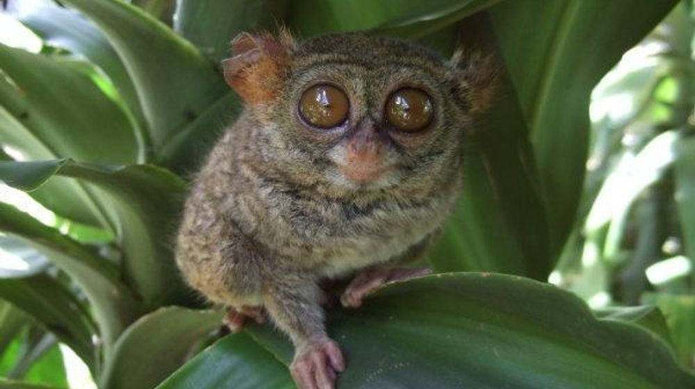 Tarsius. Foto: ist
