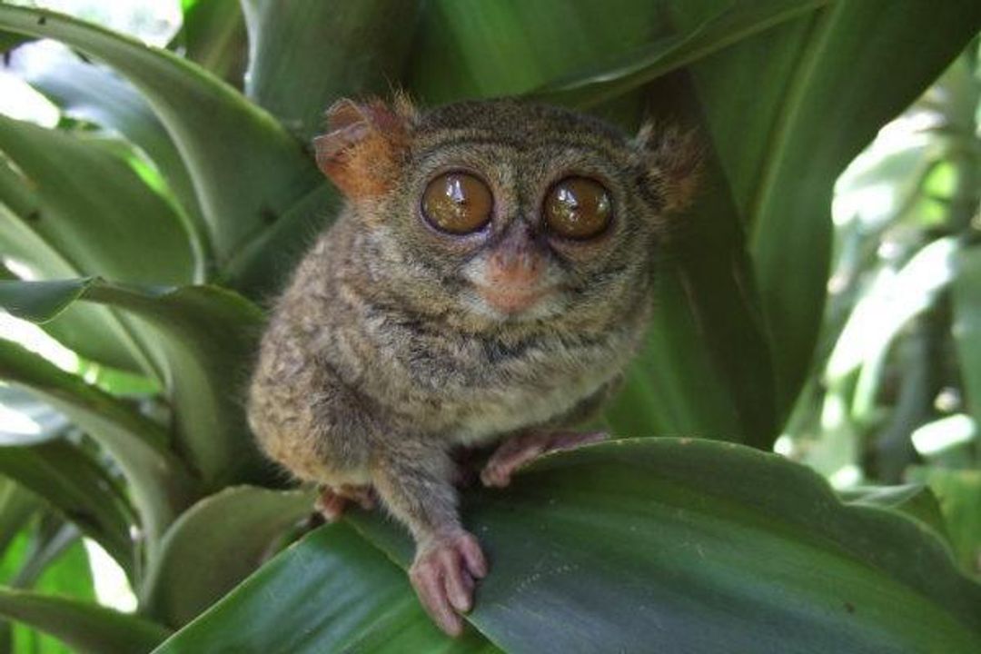 Tarsius. Foto: ist