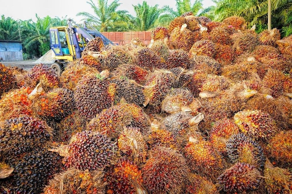 Ilustrasi kebun karet