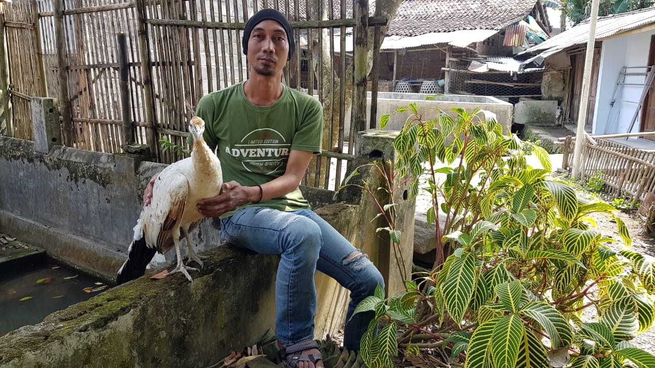 Udin dan ayam hiasnya