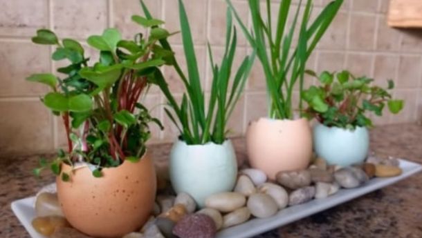 Eksperimen Berkebun: Cangkang Telur sebagai Pot Mini Tanaman
