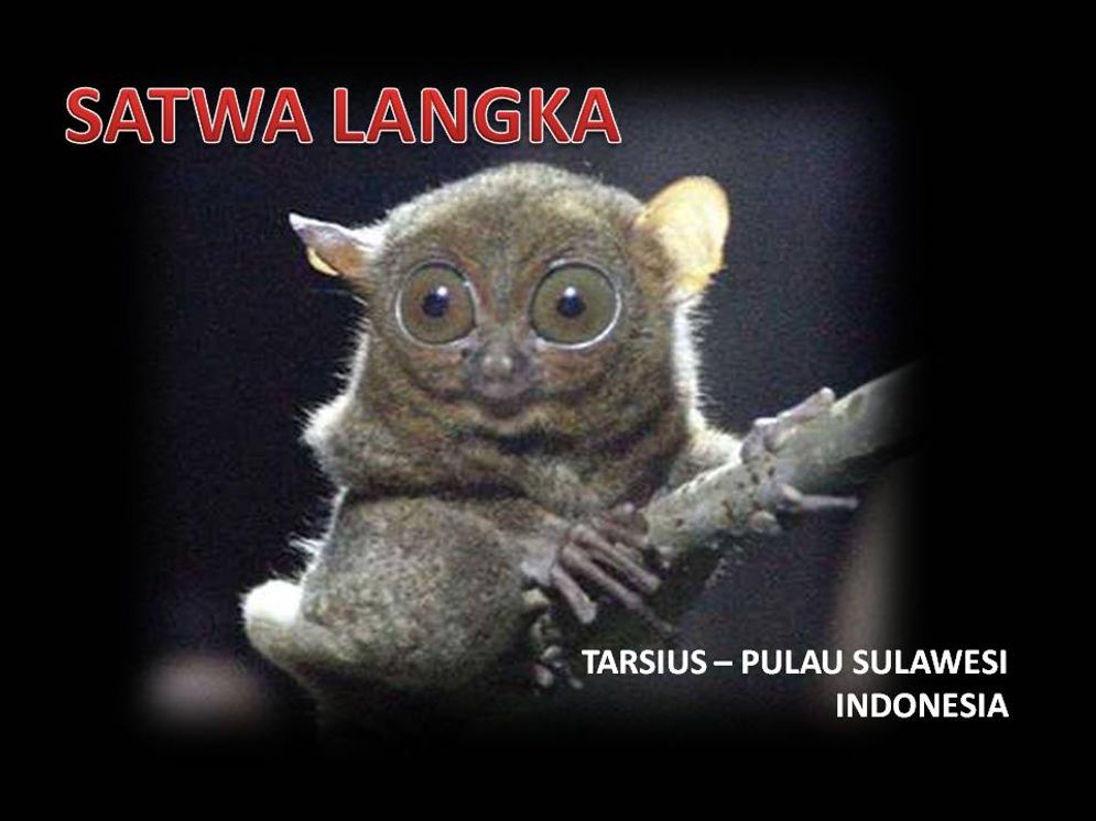 Tarsius, Primata Terkecil Se-Dunia dari Pulau Sulawesi