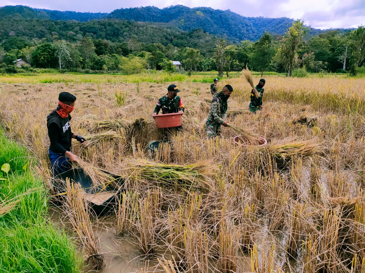 Satgas Pamtas bantu memanen padi warga Krayan