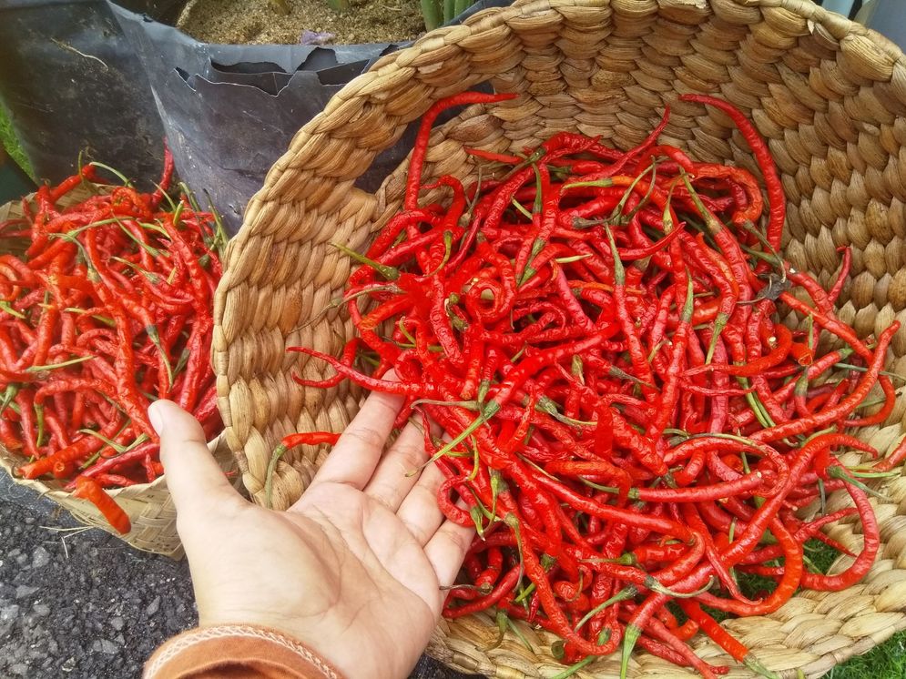 Cabai merah keriting