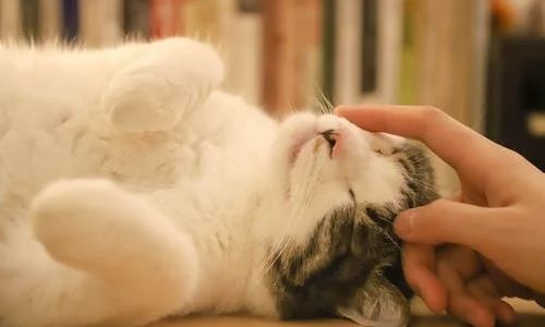 <p>Ilustrasi hewan peliharaan. Dok: Pexels. </p>
