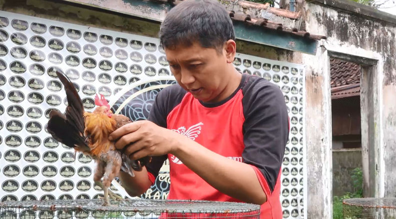 Didit dan Ayam Serama