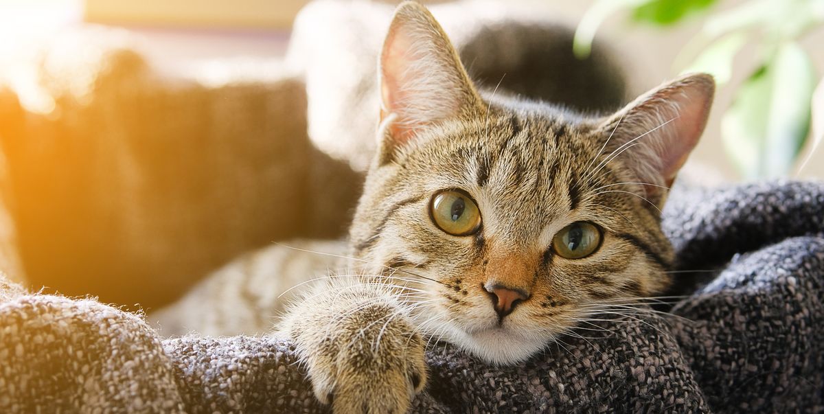 Tak sedikit kucing yang masih suka pipis sembarangan dan meninggalkan bau menyengat di rumah, meski sudah dilatih untuk pipis di kotak pasir.