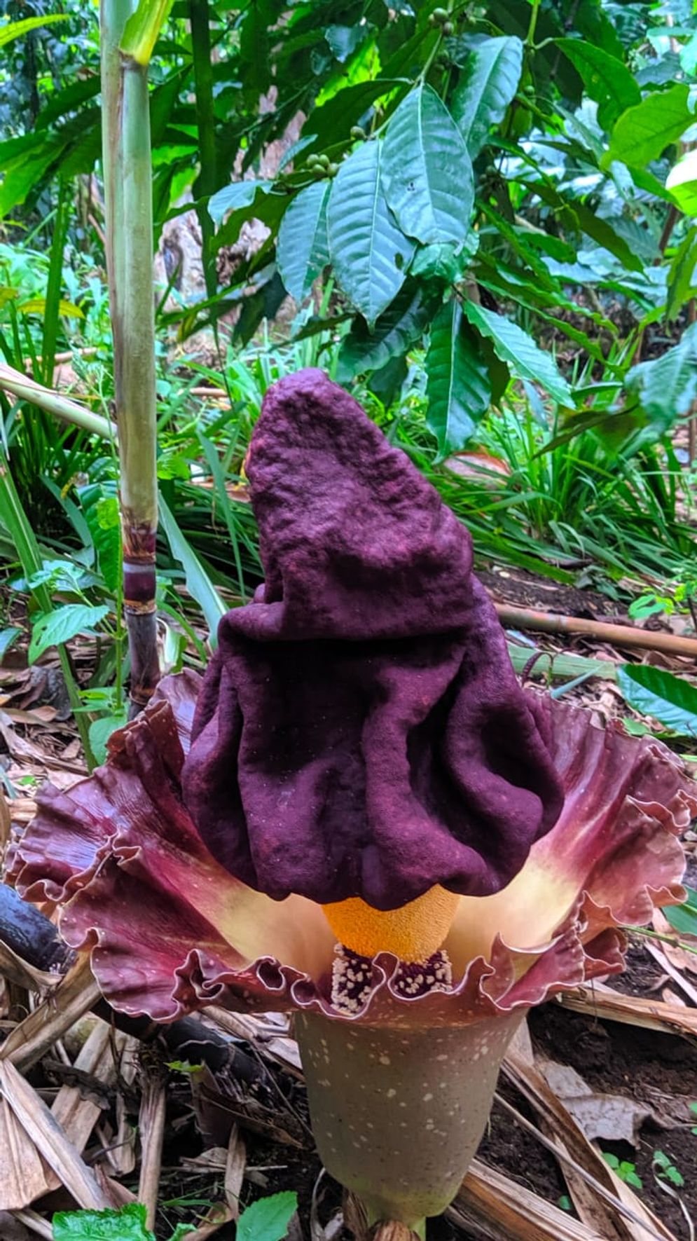 Bunga bangkai raksasa