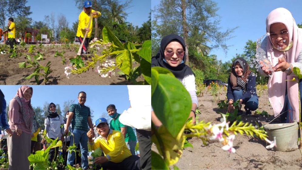 Penanaman bunga Melati Jepang di kawasan wisata Pantai Kata Pariaman oleh Pemko setempat. Foto: dok Pemko Pariaman