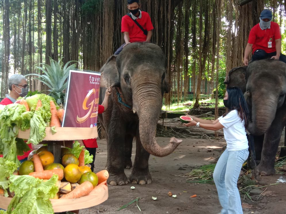 Tumpeng buah buahan untuk hewan di Solo Zoo saat syukuran HUT Favehotel Manahan dan TSTJ Solo Zoo