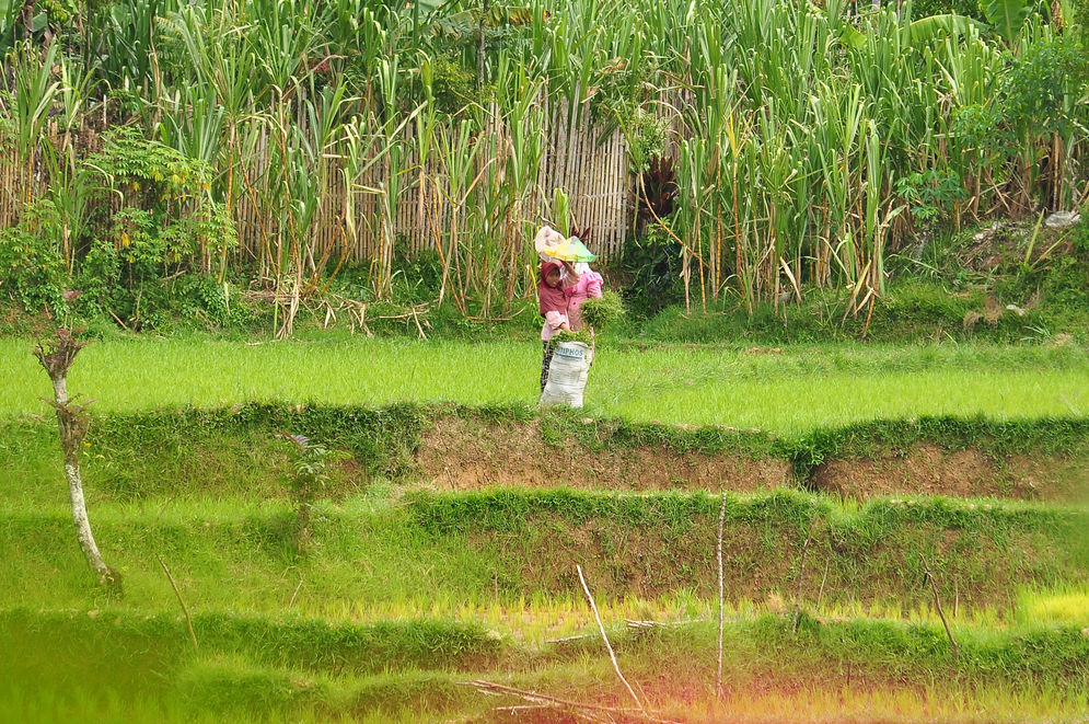 Petani tengah beraktifitas di sawah. Foto: KabarMinang.id