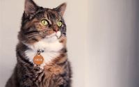 Ternyata beberapa makanan manusia aman dimakan kucing peliharaan.