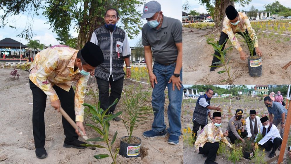 Wali Kota Pariaman Genius Umar saat menanam pohon kurma di Pantai Kata. Foto: ist