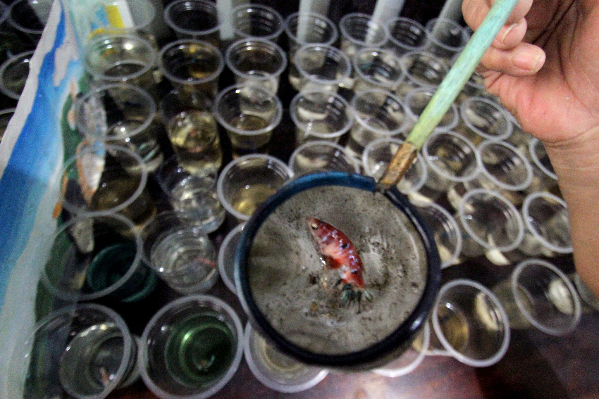 <p>Penjual menyortir hasil budidaya rumahan ikan cupang hias untuk dijual di Perumahan Pondok Arum, Karawaci, Tangerang, Kamis, 21 Januari 2021. Foto: Panji Asmoro/TrenAsia</p>

