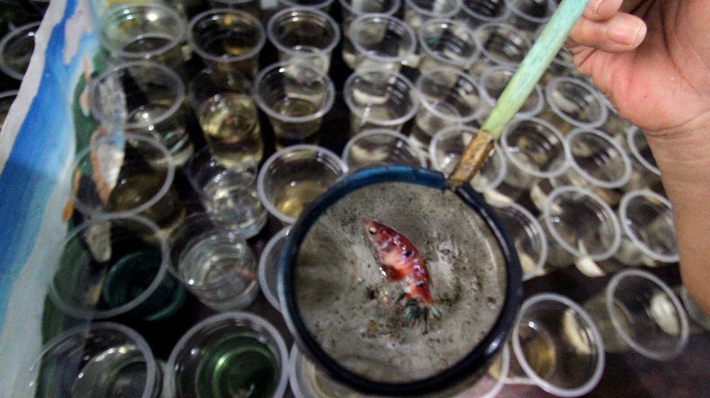 <p>Penjual menyortir hasil budidaya rumahan ikan cupang hias untuk dijual di Perumahan Pondok Arum, Karawaci, Tangerang, Kamis, 21 Januari 2021. Foto: Panji Asmoro/TrenAsia</p>
