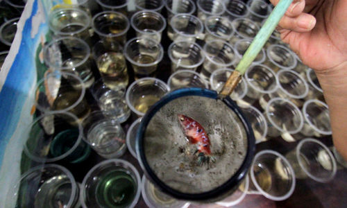 <p>Penjual menyortir hasil budidaya rumahan ikan cupang hias untuk dijual di Perumahan Pondok Arum, Karawaci, Tangerang, Kamis, 21 Januari 2021. Foto: Panji Asmoro/TrenAsia</p>
