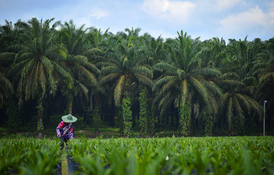 <p>Seorang petani menyiangi ribuan tanaman bibit kelapa sawit di perkebunan wilayah Sorek, Kabupaten Pelalawan, Pekanbaru, Riau, 22 Januari 2016 / FAP Agri</p>
