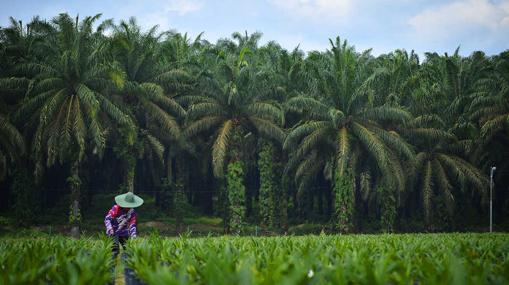 <p>Seorang petani menyiangi ribuan tanaman bibit kelapa sawit di perkebunan wilayah Sorek, Kabupaten Pelalawan, Pekanbaru, Riau, 22 Januari 2016 / FAP Agri</p>