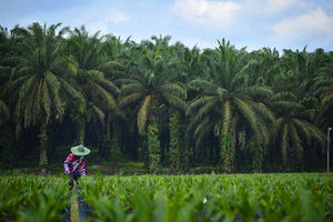 <p>Seorang petani menyiangi ribuan tanaman bibit kelapa sawit di perkebunan wilayah Sorek, Kabupaten Pelalawan, Pekanbaru, Riau, 22 Januari 2016 / FAP Agri</p>
