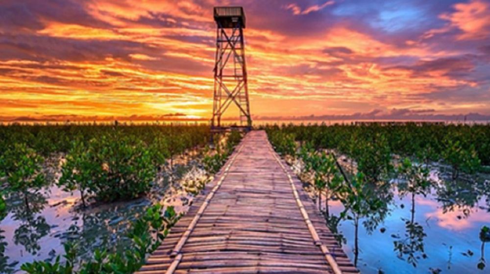 <p>Ilustrasi: Hutan Mangrove Singkawang, Kalimantan Barat / Foto: singkawangexpo.ekraf.info</p>
