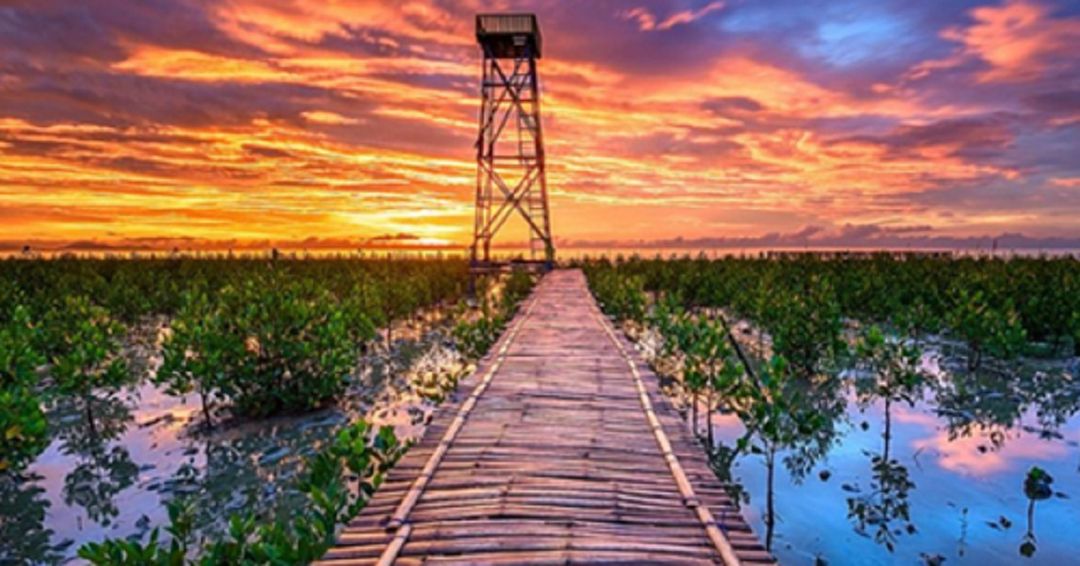 <p>Ilustrasi: Hutan Mangrove Singkawang, Kalimantan Barat / Foto: singkawangexpo.ekraf.info</p>
