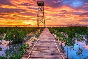 <p>Ilustrasi: Hutan Mangrove Singkawang, Kalimantan Barat / Foto: singkawangexpo.ekraf.info</p>
