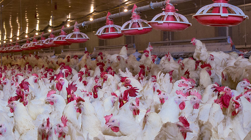 <p>Peternakan ayam PT Widodo Makmur Unggas Tbk / Dok. Perseroan</p>
