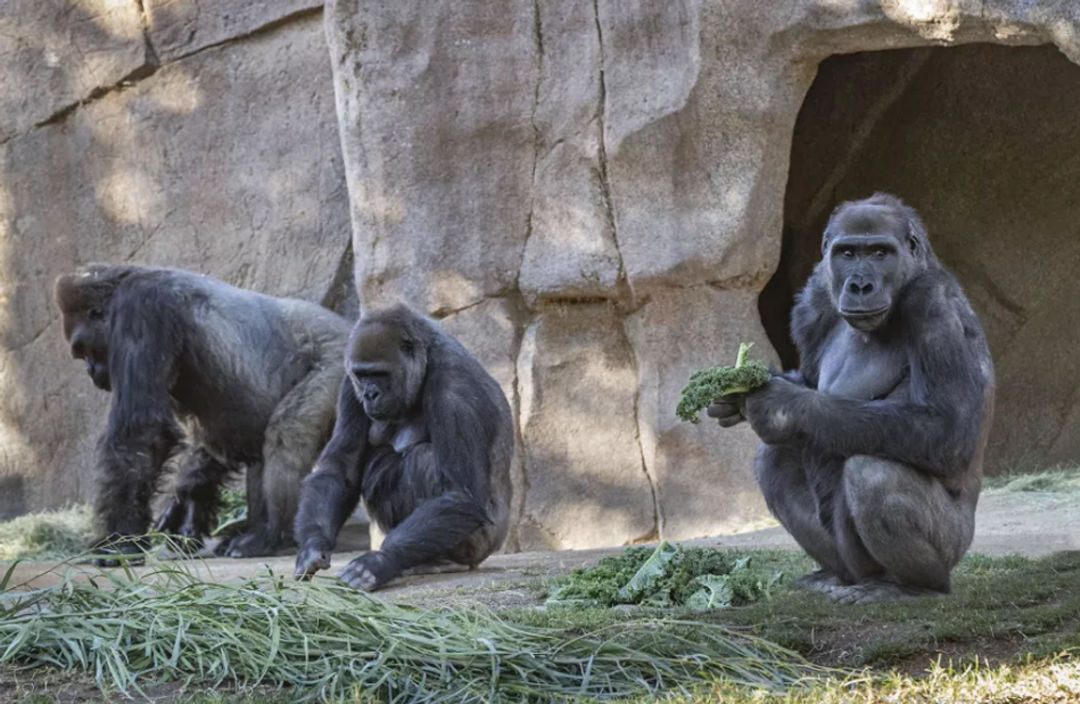 <p>Foto: San Diego Zoo </p>
