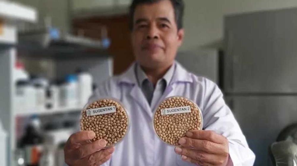 <p>Dua varietas kedelai genjah BATAN/Humas BATAN</p>
