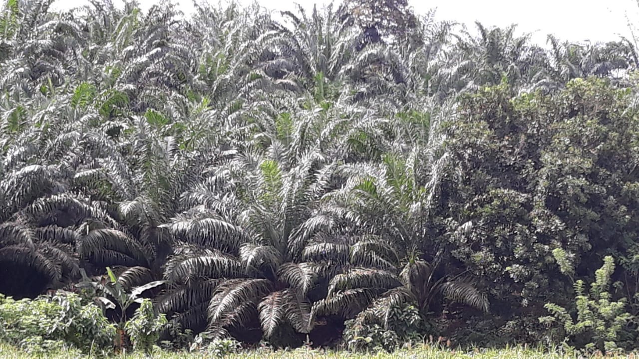 Perkebunan kelapa sawit di Kalimantan Timur