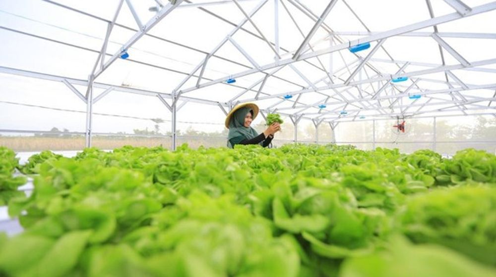 <p>Pusat Pelatihan Pertanian &amp; Pedesaan Swadaya (P4S) Buana Lestari di Wisata Edukasi Tani Terpadu (WETT) Betet, Kabupaten Nganjuk, Jawa Timur yang menjadi wisata edukasi pertanian Hidroponik. Sumber: Indonesia.go.id </p>
