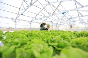 <p>Pusat Pelatihan Pertanian & Pedesaan Swadaya (P4S) Buana Lestari di Wisata Edukasi Tani Terpadu (WETT) Betet, Kabupaten Nganjuk, Jawa Timur yang menjadi wisata edukasi pertanian Hidroponik. Sumber: Indonesia.go.id </p>