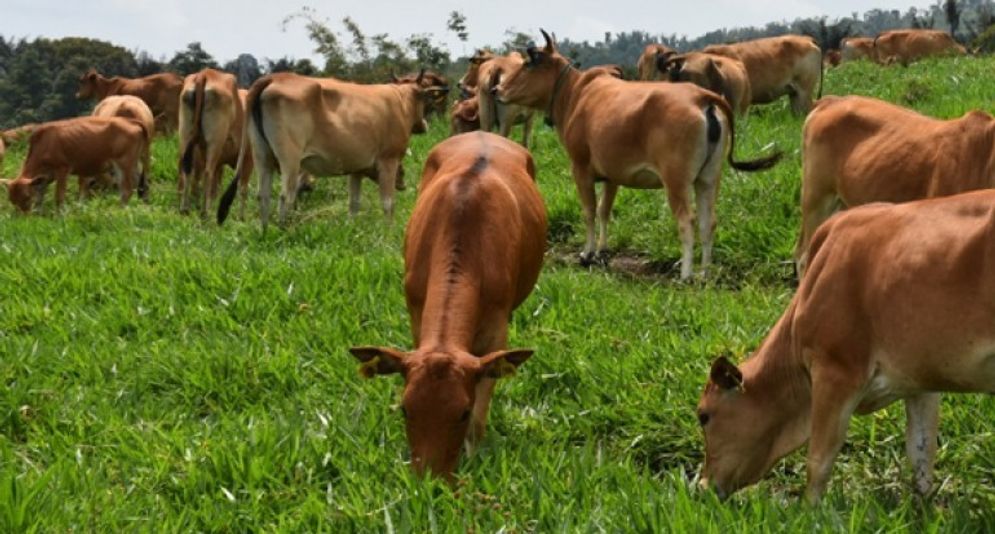 Ilustrasi sapi lokal. Foto: ist