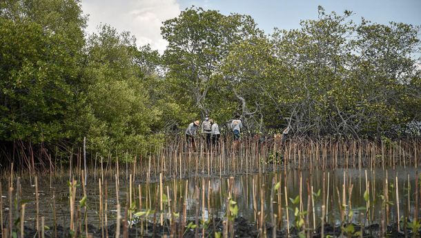 637.624 Ha Kawasan Mangrove Kritis, Restorasi Jadi Perhatian Bersama