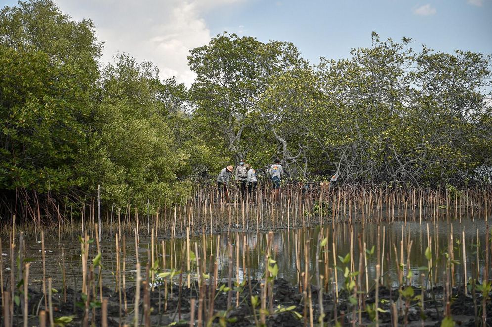 Ilustrasi kawasan mangrove.