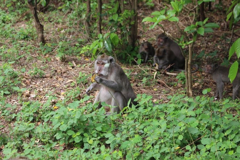 Sekawanan monyet ekor panjang di salah satu tempat wisata di Bali