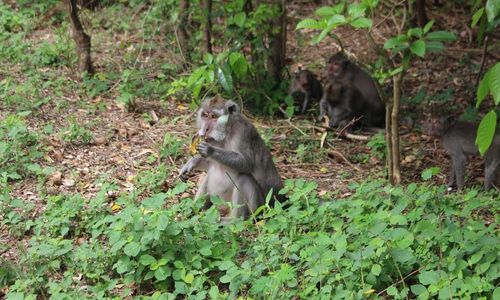 Sekawanan monyet ekor panjang di salah satu tempat wisata di Bali