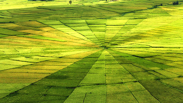 Lodok, Sawah Unik di Manggarai Raya