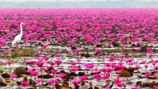 Rana Tonjong di Pota,  Danau Lotus Terunik dan Terbesar Kedua Di Dunia