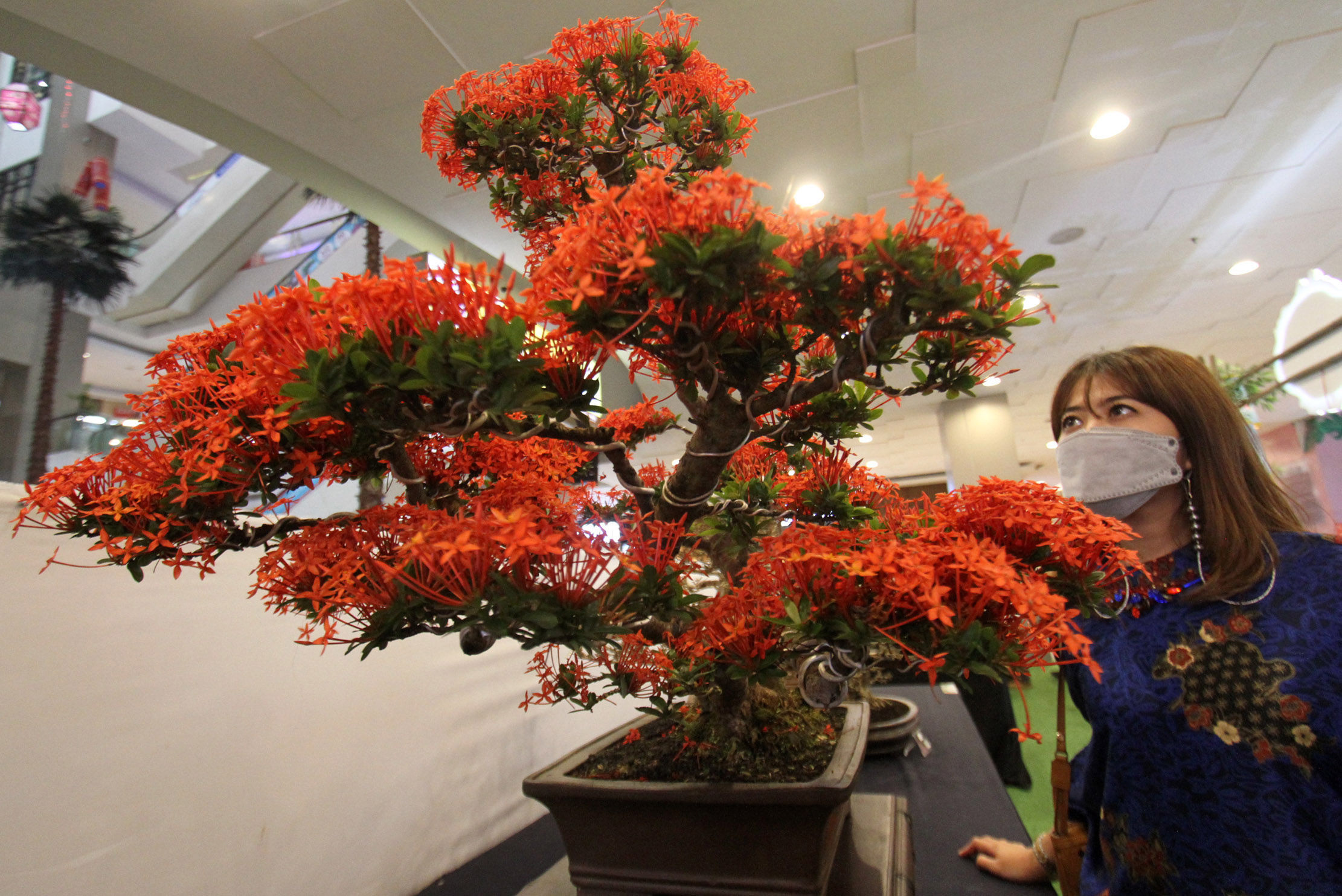 <p>Nampak sejumlah pengunjung tengah mengamati koleksi tanaman bonsai dan suiseki di di Atrium Tangcity Mall Tangerang dalam acara Bonsai &amp; Suiseki Exhibition 2021 dari tanggal 26 &#8211; 28 Februari 2021. Foto : Panji Asmoro/TrenAsia</p>
