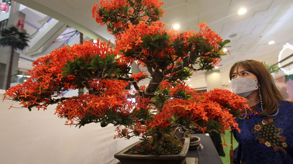 <p>Nampak sejumlah pengunjung tengah mengamati koleksi tanaman bonsai dan suiseki di di Atrium Tangcity Mall Tangerang dalam acara Bonsai & Suiseki Exhibition 2021 dari tanggal 26 – 28 Februari 2021. Foto : Panji Asmoro/TrenAsia</p>