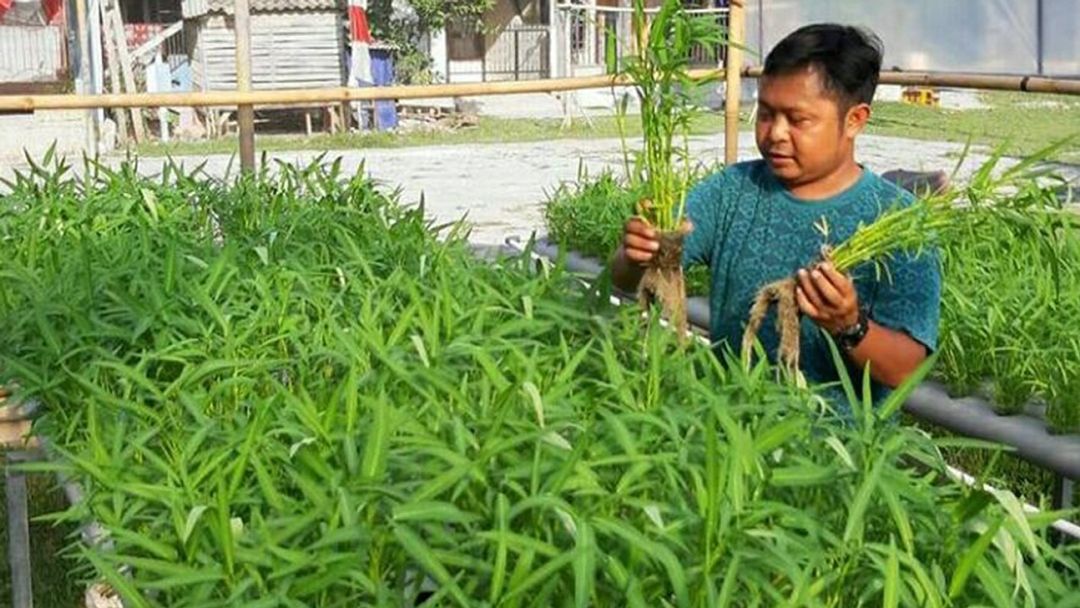 <p>Produk sayuran kangkung organik yang dibudidayakan lewat sistem akuaponik oleh Griya Muda Tani (GMT) / Dok. GMT</p>
