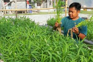 <p>Produk sayuran kangkung organik yang dibudidayakan lewat sistem akuaponik oleh Griya Muda Tani (GMT) / Dok. GMT</p>
