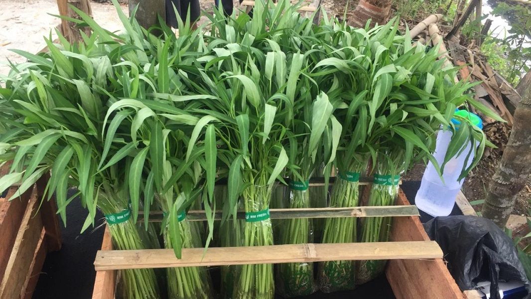 <p>Produk sayuran kangkung organik yang dibudidayakan lewat sistem akuaponik oleh Griya Muda Tani (GMT) / Dok. GMT</p>
