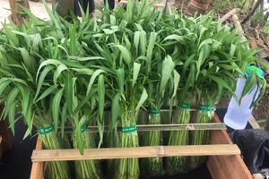 <p>Produk sayuran kangkung organik yang dibudidayakan lewat sistem akuaponik oleh Griya Muda Tani (GMT) / Dok. GMT</p>
