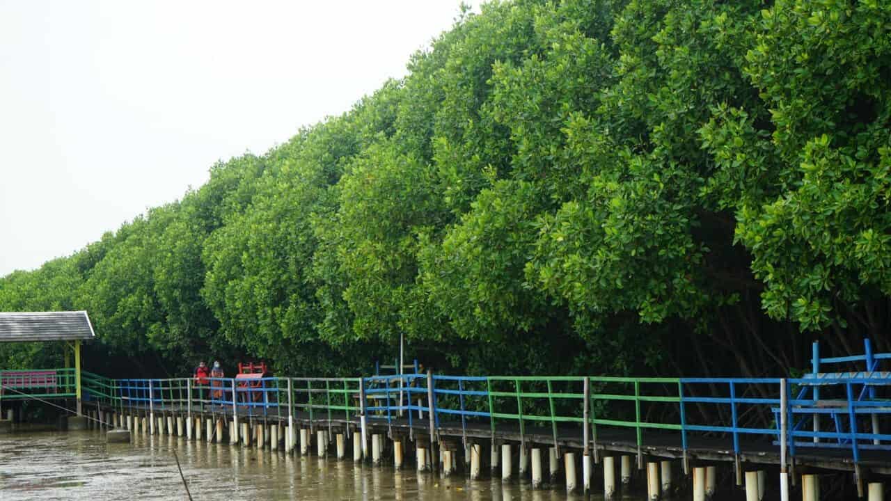 <p>Desa wisata bahari mangrove/maritim.go.id</p>
