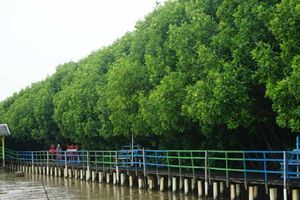 <p>Desa wisata bahari mangrove/maritim.go.id</p>

