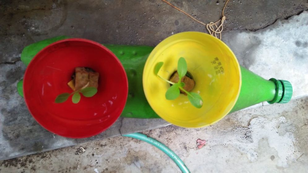 Menanam sayur dengan metode Rockwool