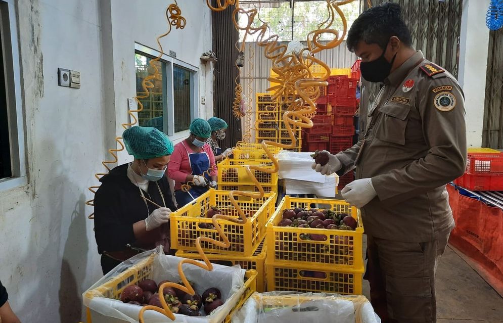 Pengecekan buah manggis oleh petugas Balai Karantina Pertanian Kelas I Padang. Foto: ist